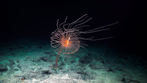 DEEP RISING DEEP RISING